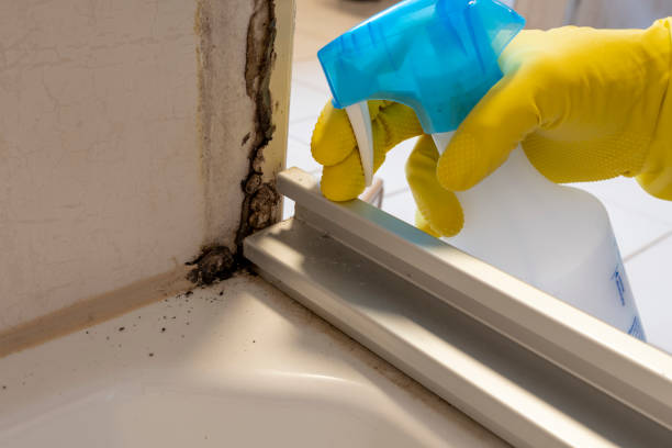 Home Mold Removal in Pikeville, KY